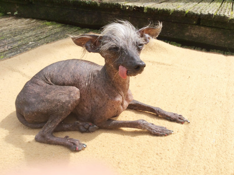 Twitter reacts to The World’s UGLIEST Pets - And we’ve got pics!