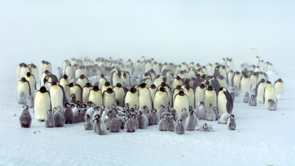 Twitter reacts to Dynasties episode 2 - 'Won't someone please think of the penguins!'
