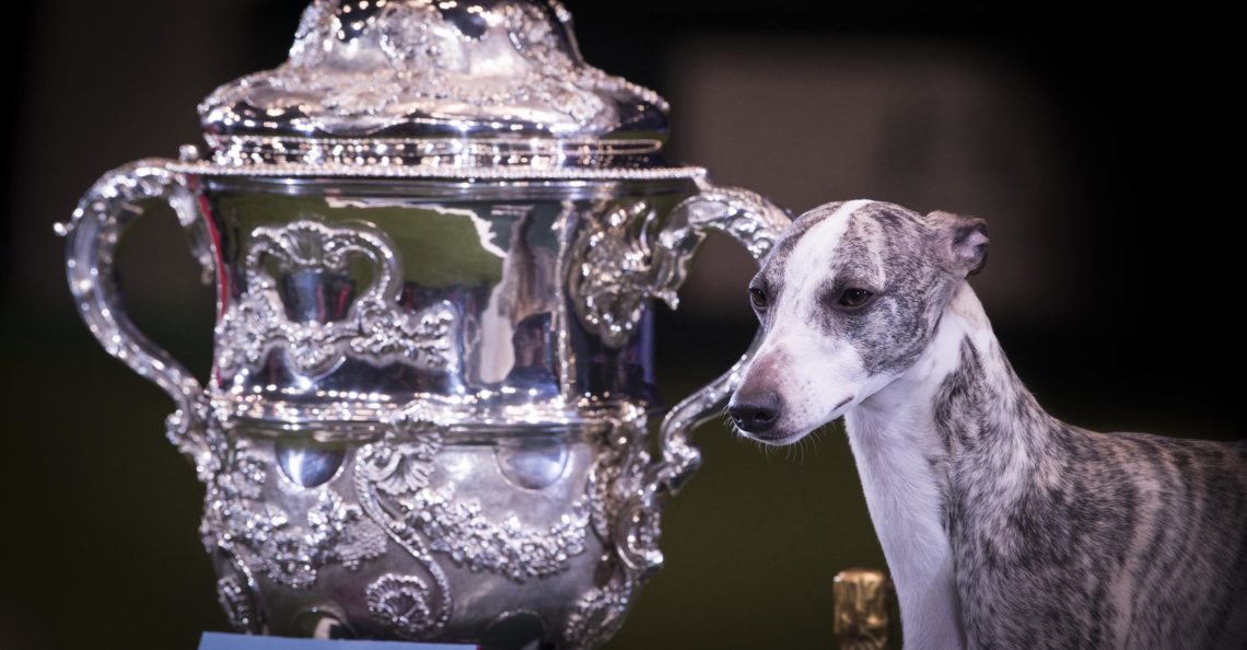 WATCH the Crufts 2019 live stream for day 4 here - Best in Show is about to start!