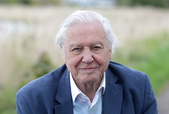 How to watch David Attenborough's giant elephant doc online - another BBC must-watch!