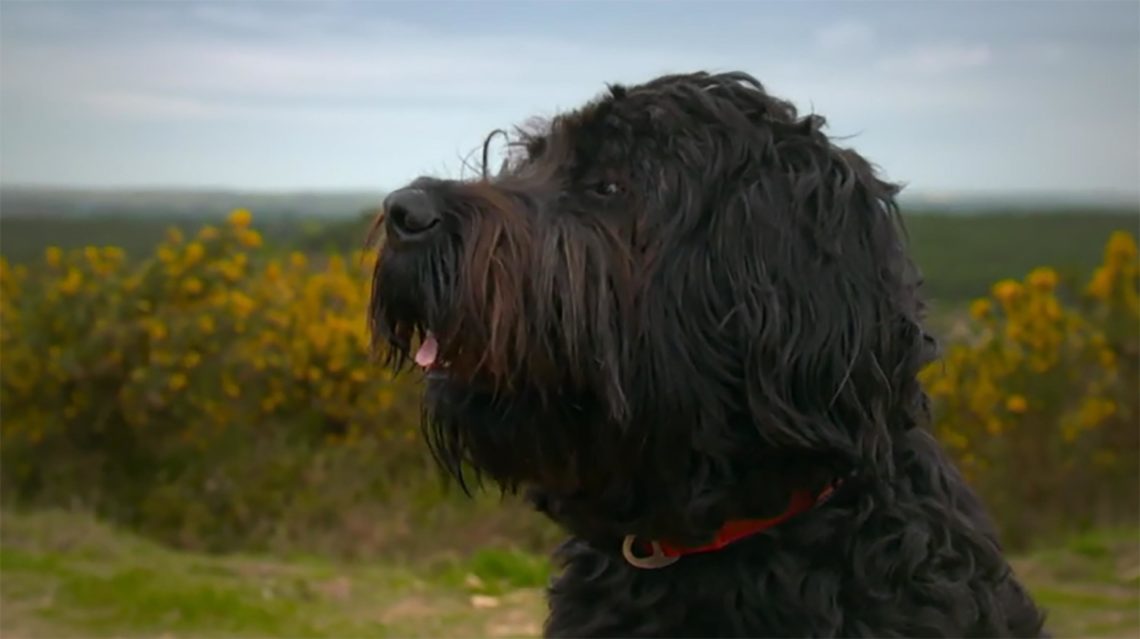 What happened to Buster the sheepdog on The Supervet: Noel Fitzpatrick? Has he recovered?
