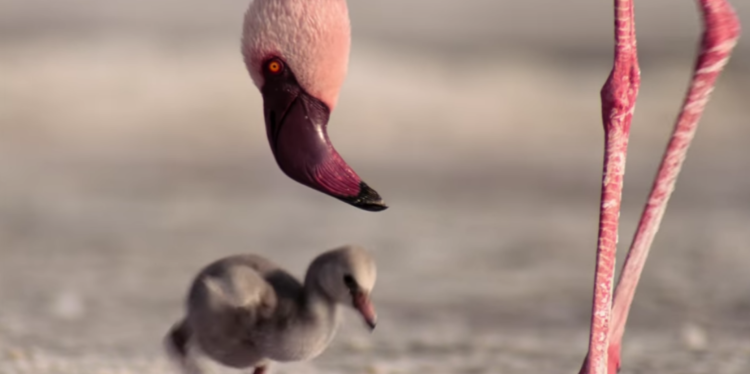 The Our Planet flamingo scene has made many reevaluate their actions - what does it all mean?