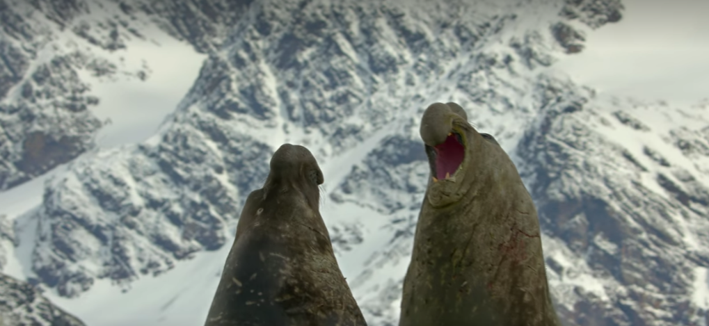 The seal scene in Our Planet has blown audiences away - one of the Netflix series' biggest highlights?
