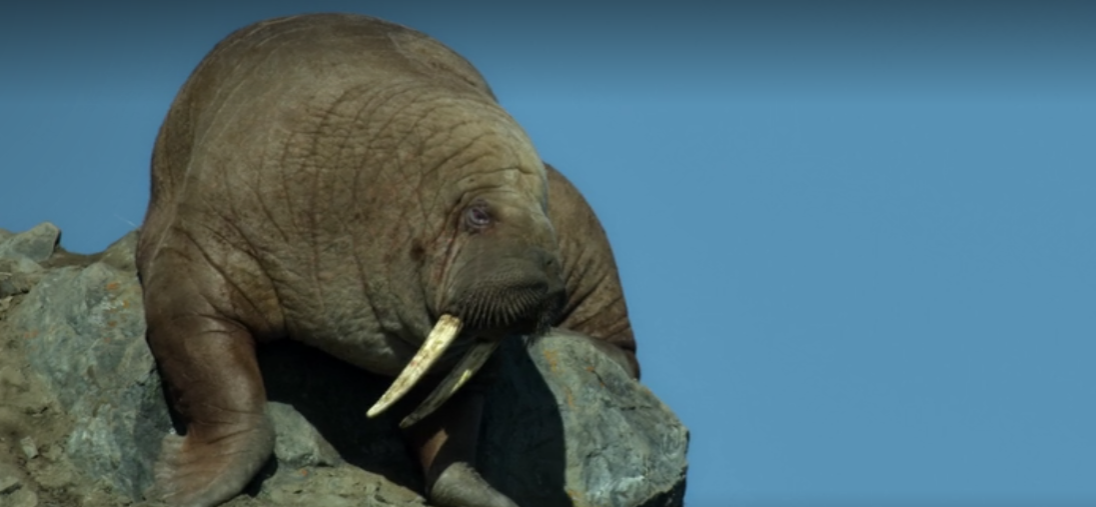 This Our Planet walrus scene has left audiences in floods of tears - which episode is it? Heartbroken Twitter reactions