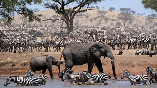 What is new BBC wildlife programme Serengeti? Voiced by Star Wars actor John Boyega!