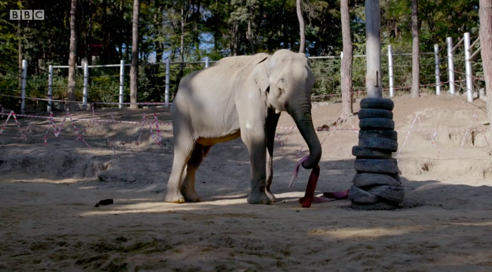The amazing moment Big Animal Surgery vets saved Grande the elephant