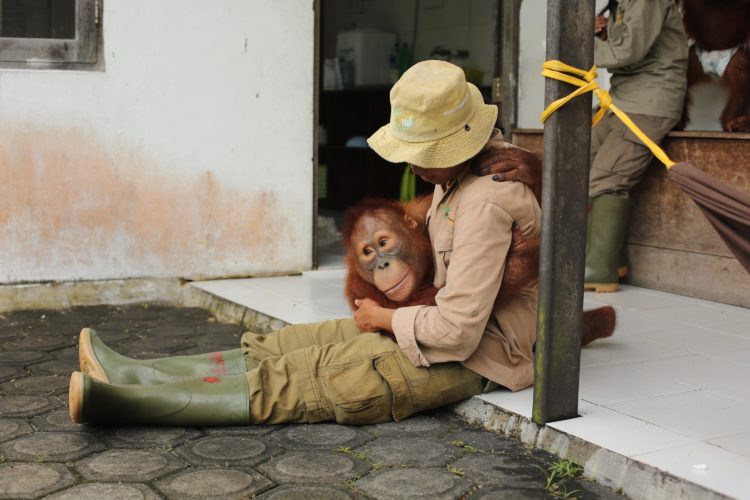Who is Laura Shavin? Meet the Orangutan Jungle School narrator!