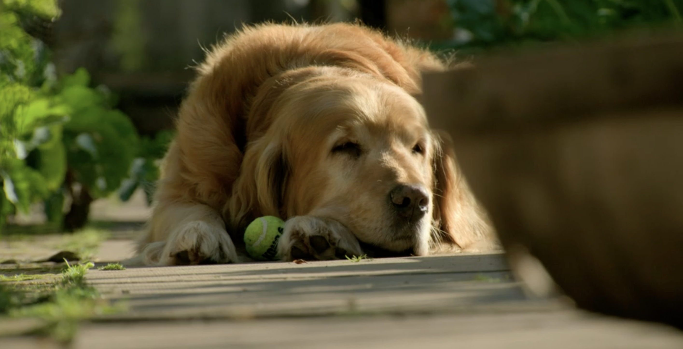 Gardeners' World: Meet Nigel the dog - Monty's pet has his own Twitter!