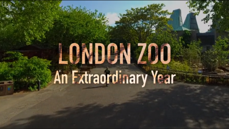 Who is the London Zoo: An Extraordinary Year narrator? ITV series' voiceover is famous actor!