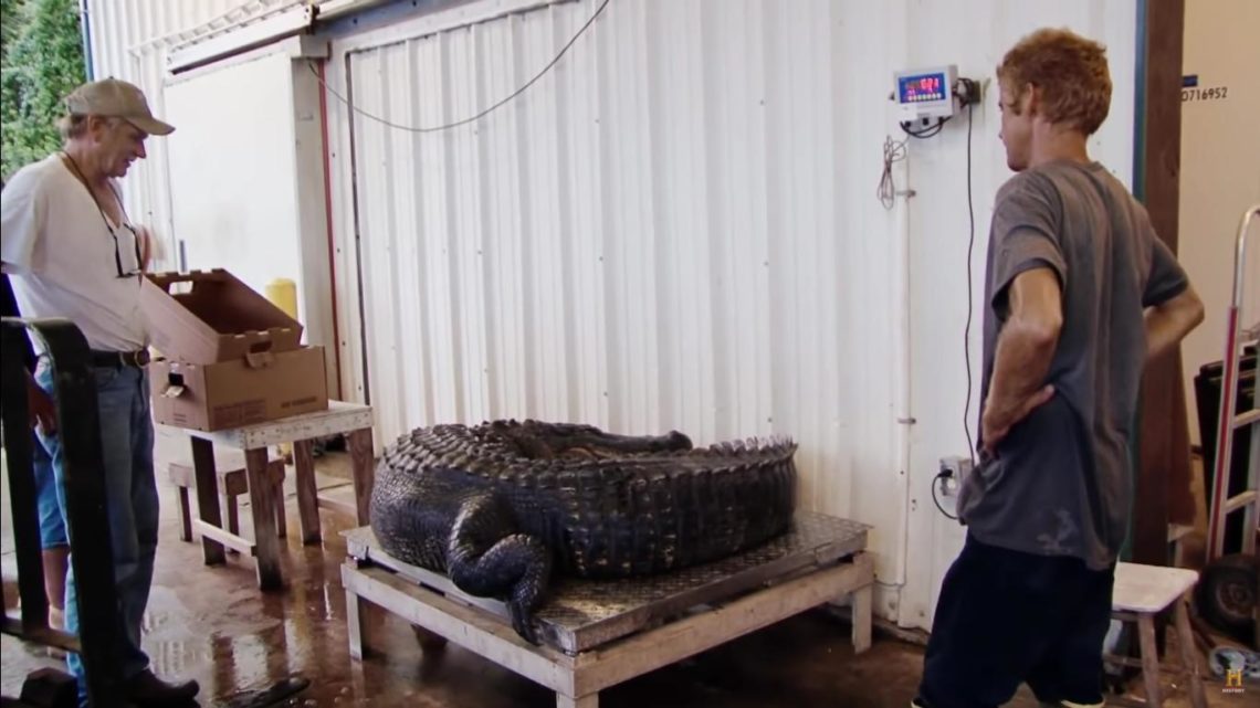 Biggest gator caught on Swamp People revealed - who broke the show record?