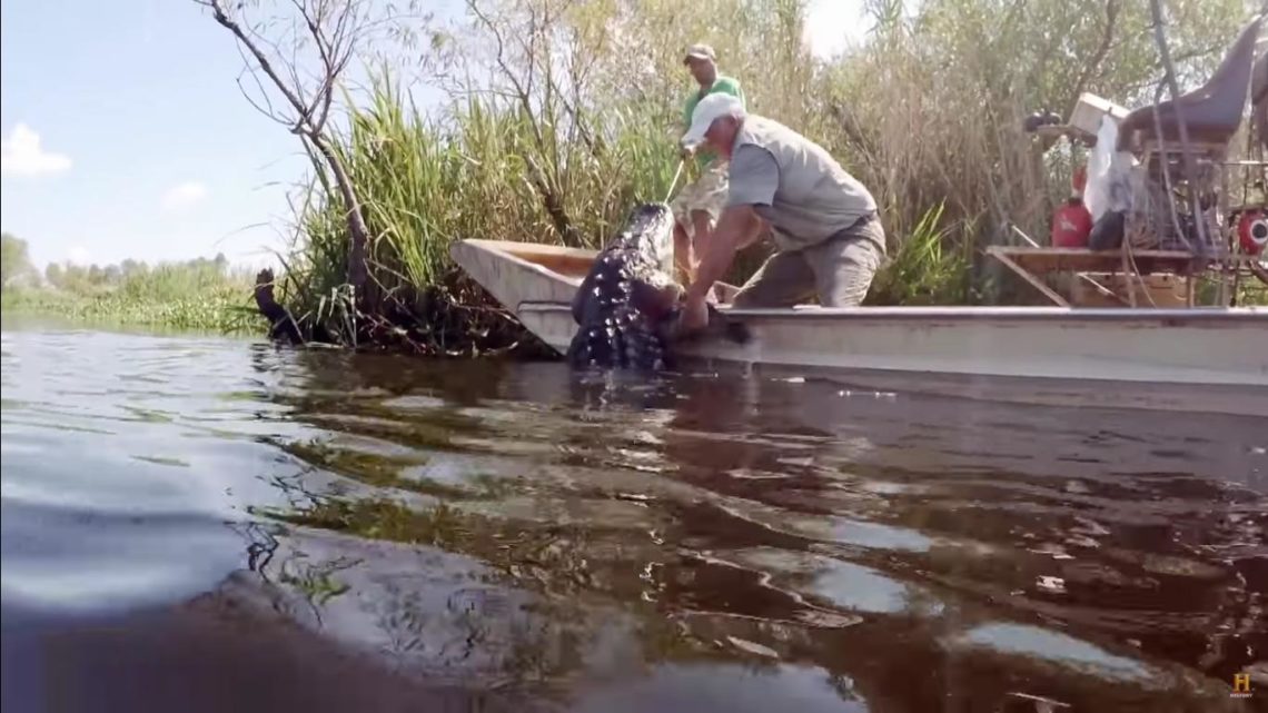 Swamp People: How much do alligator hunters make? Alligator prices 2022