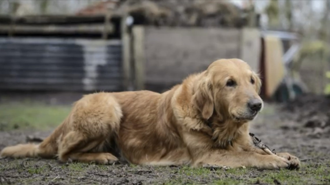 Gardeners World’s beloved pup Nellie is almost 50 in human years!