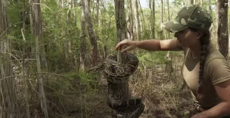 Here's what the Swamp People are likely to do with the snakes they catch