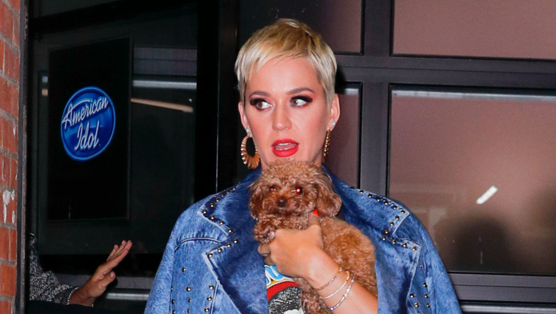 What kind of dog does Katy Perry have? Nugget the pup cameos on American Idol
